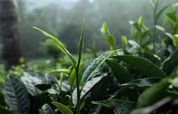 【実体験】植物の間隔は本当に守るべき？密植のコツと失敗回避法