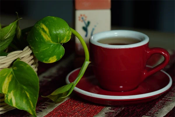 植物の水やり、最悪の時間帯5つとは？やってはいけない時間と正しい方法