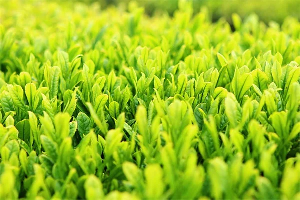 カラフルな低木5選で庭を華やかに！プロが選ぶおすすめ品種